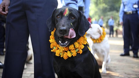 ಹಬ್ಬದಲ್ಲಿ ನಾಯಿಗಳು (ಕೃಪೆ: ರಾಯಿಟರ್ಸ್)
