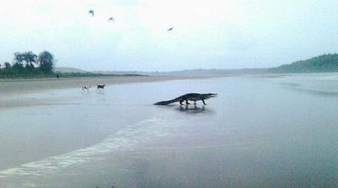 ಗೋವಾ ಬೀಚಿನಲ್ಲಿ ಕಂಡುಬಂದ ಮೊಸಳೆ (ಚಿತ್ರಕೃಪೆ: ನೀಲೇಶ್ ಬಹ್ಕರ್ ಫೇಸ್ಬುಕ್ ಪುಟ)