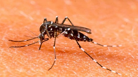 Dengue