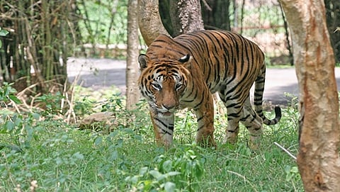 ಸಾಂದರ್ಭಿಕ ಚಿತ್ರ