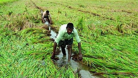 ರೈತ (ಸಾಂದರ್ಭಿಕ ಚಿತ್ರ)