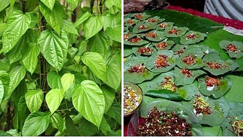 ವೀಳ್ಯದೆಲೆ