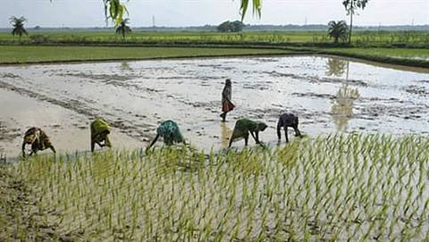 ಕೃಷಿ(ಸಂಗ್ರಹ ಚಿತ್ರ)