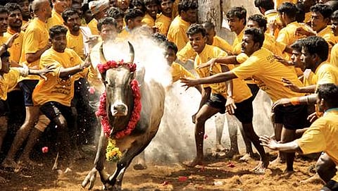 ಜಲ್ಲಿಕಟ್ಟು ವಿವಾದ: ತಮಿಳುನಾಡಿನಲ್ಲಿ ತೀವ್ರಗೊಂಡ ಪ್ರತಿಭಟನೆ(ಸಂಗ್ರಹ ಚಿತ್ರ)