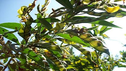 ತೊಗರಿ ಸಮಸ್ಯೆ