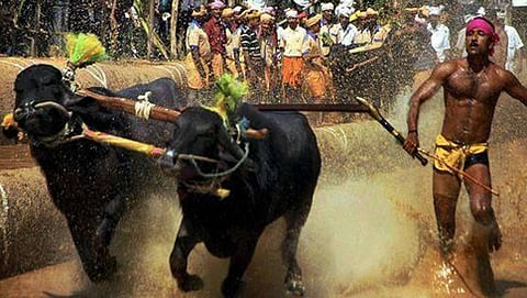 ಕಂಬಳ ಸ್ಪರ್ಧೆ