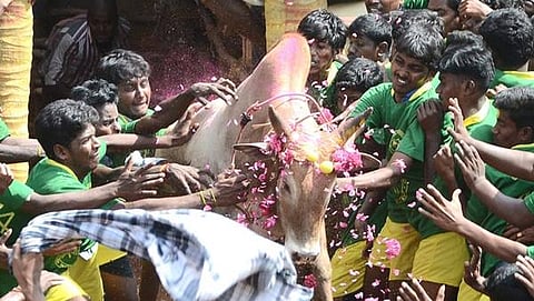 ಜಲ್ಲಿಕಟ್ಟು-ತಮಿಳುನಾಡಿನ ಸಾಂಪ್ರದಾಯಿಕ ಸ್ಪರ್ಧೆಗೆ ವಿರೋಧವೇಕೆ?ತಮಿಳುನಾಡಿನ ಸಾಂಪ್ರದಾಯಿಕ ಗೂಳಿ ಹಿಡಿಯುವ ಸ್ಪರ್ಧೆ ಜಲ್ಲಿಕಟ್ಟುಗೆ ಪ್ರಾಣಿದಯಾ ಸಂಘಟನೆಗಳ ವಿರೋಧದ ನಡುವೆಯೂ ಕೇಂದ್ರ ಸರ್ಕಾರ ಹಸಿರು ನಿಶಾನೆ ತೋರಿದೆ. ಇಂತಹ ಜಲ್ಲಿಕಟ್ಟು ಕುರಿತ ಒಂದಷ್ಟು ಮಾಹಿತಿ ಇಲ್ಲಿದೆ.