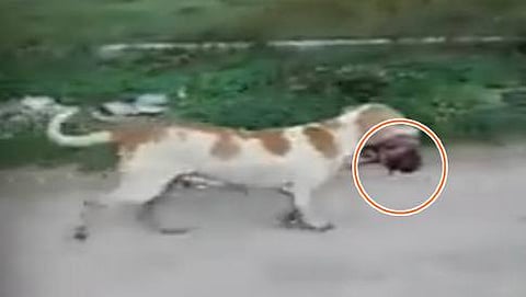ಶ್ವಾನ