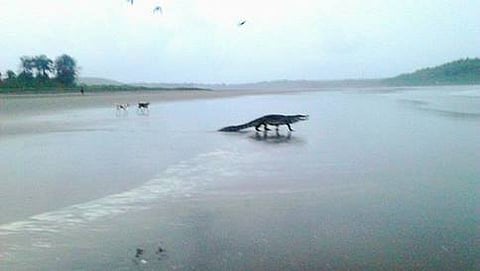 ಮೊಸಳೆ(ಸಂಗ್ರಹ ಚಿತ್ರ)