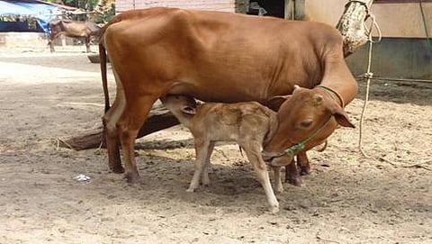ಗೋವನ್ನು ರಾಷ್ಟ್ರಮಾತೆಯನ್ನಗಿ ಘೋಷಿಸಬೇಕು: ಗೋ ಕ್ರಾಂತಿ ಮಂಚ್