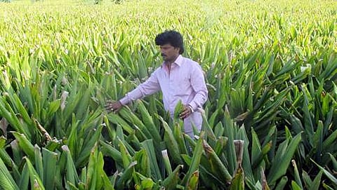 ಹನಮಂತ ಶಿರೋಳ ಬೆಳೆದ ಹುಲುಸಾದ ಅರಿಷಿಣ ಬೆಳೆಯ ದೃಶ್ಯ