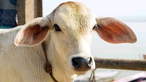 ಗೋಮಾಂಸ ತಿನ್ನಲು ವಿದೇಶಿಗರಿಗೆ ವಿಶೇಷ ಪರವಾನಗಿ  (ಸಾಂದರ್ಭಿಕ  ಚಿತ್ರ)