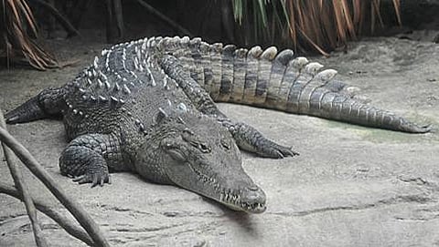 ಸಾಂದರ್ಭಿಕ ಚಿತ್ರ