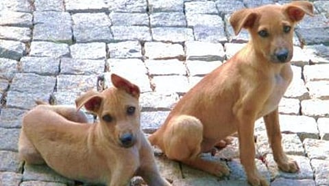 ಸಾಂದರ್ಭಿಕ ಚಿತ್ರ