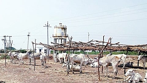ಅಥಣಿ ತಾಲೂಕಿ ಶಿರೂರು ಗ್ರಾಮದಲ್ಲಿರುವ ಗೋಶಾಲೆ