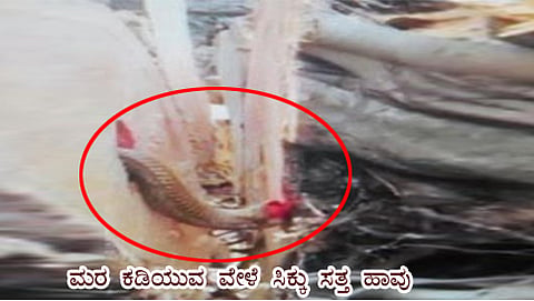 ಮರ ಕಡಿಯುವ ವೇಳೆ ಸಿಕ್ಕು ಸತ್ತ ಹಾವು (ಸಂಗ್ರಹ ಚಿತ್ರ)
