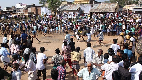 ಪಾಲಮೇಡುವಿನಲ್ಲಿ ನಡೆದ ಜಲ್ಲಿಕಟ್ಟು ಆಚರಣೆ