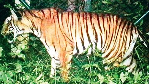 ಸಿಸಿಟಿವಿ ದೃಶ್ಯಾವಳಿಗಳಲ್ಲಿ ಸೆರೆಯಾಗಿರುವ ಹುಲಿ