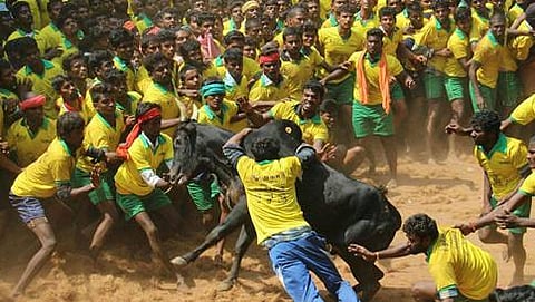 ಎತ್ತನ್ನು ಸ್ಪರ್ಧೆಗೆ ಪ್ರಚೋದಿಸುತ್ತಿರುವ ಸ್ಪರ್ಧಿಗಳು