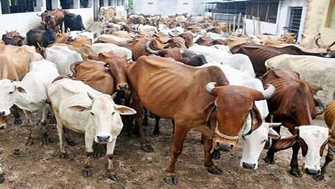 ಗೋ ಸಂರಕ್ಷಣಾ