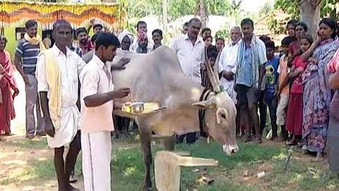 ಆಹಾರ ಸೇವಿಸಲು ನಿರಾಕರಿಸುತ್ತಿರುವ ದೇವಾಲಯದ ಗೂಳಿ