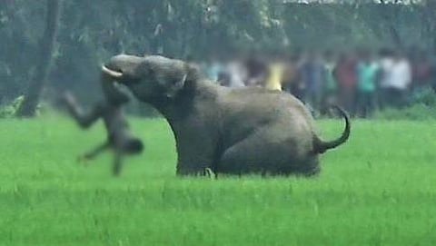 ಕಾಡಾನೆ ದಾಳಿ(ಸಂಗ್ರಹ ಚಿತ್ರ)