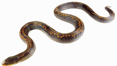 ಸಾಂದರ್ಭಿಕ ಚಿತ್ರ