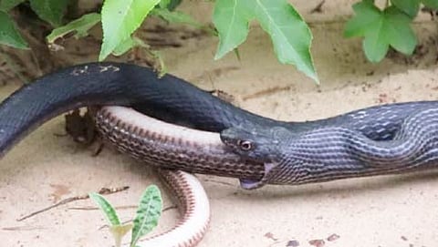 ಯೂಟ್ಯೂಬ್ ಚಿತ್ರ