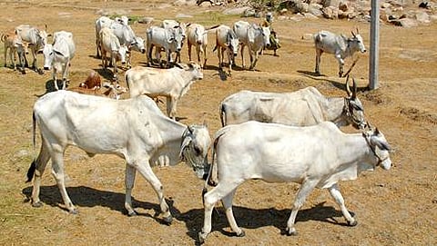 ಸಂಗ್ರಹ ಚಿತ್ರ