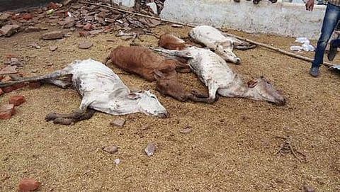 ಸಂಗ್ರಹ ಚಿತ್ರ