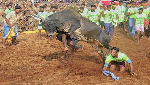 ಮಧುರೈ: ಜೆಲ್ಲಿಕಟ್ಟು ಕ್ರೀಡೆ ವೀಕ್ಷಿಸಲು ಬಂದಿದ್ದ ಯುವಕ ಬಲಿ!