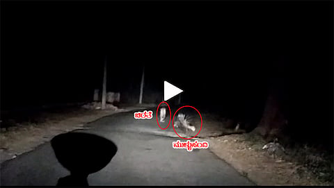 ರಸ್ತೆಯಲ್ಲಿ ಓಡಾಡುತ್ತಿರುವ ಚಿರತೆ, ಮುಳ್ಳುಹಂದಿ