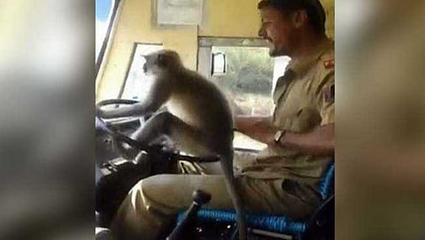 ಸ್ಟಿಯರಿಂಗ್ ಹಿಡಿದು ಕೂತಿರುವ ಮಂಗ