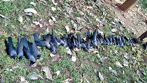 ವಿಷ ಪ್ರಸಾದ ದುರಂತ