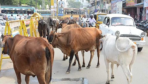 ಬೀದಿ ದನಗಳು