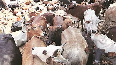 Agra farmers lock up stray cattle herds in govt schools, PHCs