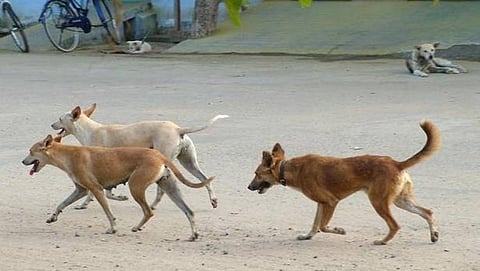 ಮೈಸೂರು: ನಾಯಿಗೆ ಕಲ್ಲು ಬೀರಿದ್ದಕ್ಕಾಗಿ ವೃದ್ದೆಯ ಮೇಲೆ ಮಹಿಳೆಯಿಂದ ಹಲ್ಲೆ