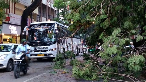 ಧರೆಗುರಿಳಿದ ಮರ