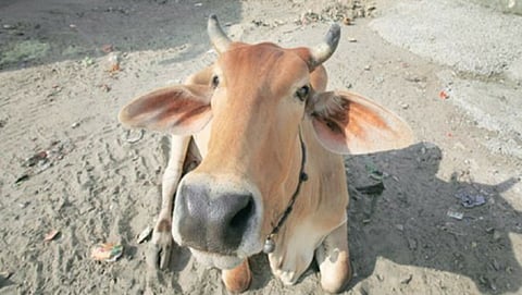 ಸಾಂದರ್ಭಿಕ ಚಿತ್ರ
