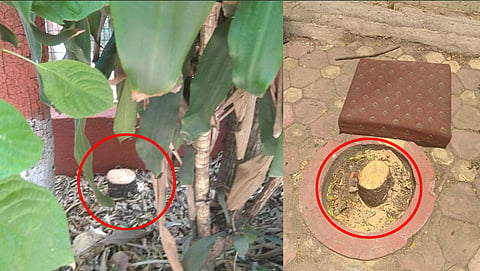 ಕಡಿತಕ್ಕೊಳಗಾಗಿರುವ ಮರಗಳು