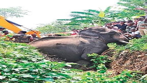 ಮೃತಪಟ್ಟ ಆನೆಯ ಚಿತ್ರ