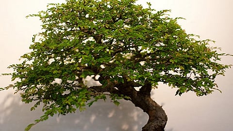 ಸಾಂದರ್ಭಿಕ ಚಿತ್ರ