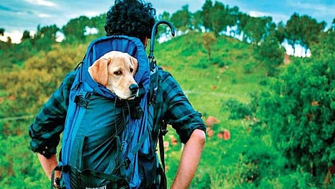 777 ಚಾರ್ಲಿ ಸೆಟ್ ನಲ್ಲಿ ರಾಜ್ ಬಿ ಶಟ್ಟಿಗೆ ಏನು ಕೆಲಸ?