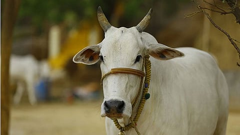 ಸಂಗ್ರಹ ಚಿತ್ರ