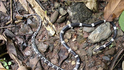 ಸಂಗ್ರಹ ಚಿತ್ರ