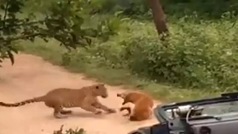 ಸಂಗ್ರಹ ಚಿತ್ರ