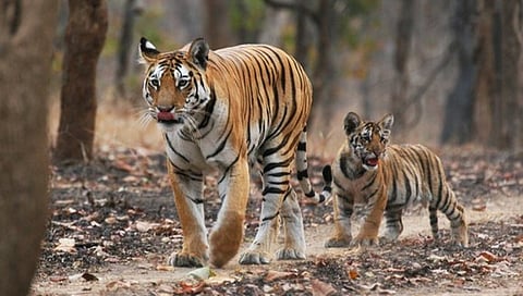 ಕಾಲರ್ ವಾಲಿ