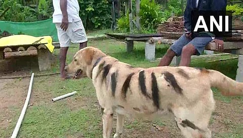 ಬುಲ್ ಬುಲ್ ನಾಯಿ