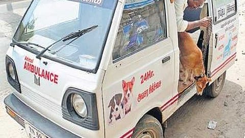 ಆಂಬ್ಯುಲೆನ್ಸ್
