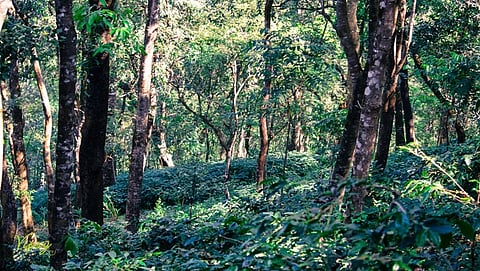 ಸಾಂದರ್ಭಿಕ ಚಿತ್ರ